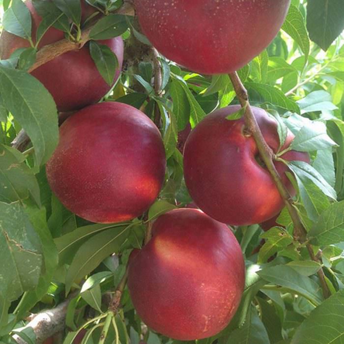gardeta nektarin