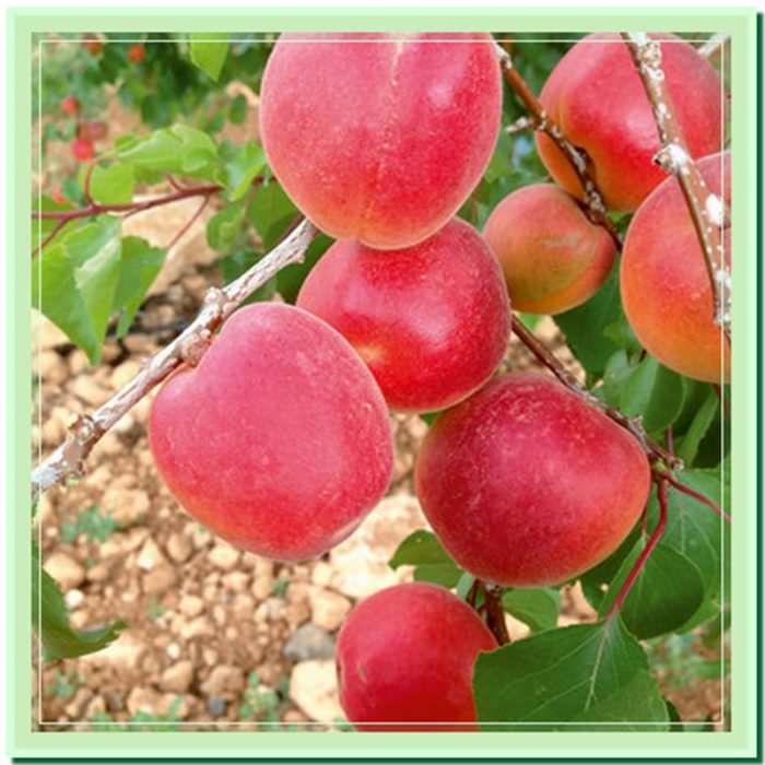 pacha-kayisi-1
