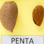 penta3
