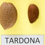tardona3